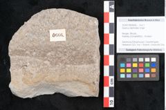 Foto (Objekt + Etikett) von Quercus tephrodes Unger (NHMW-GEO-2024-0188-6666)